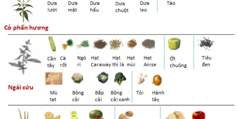 Dị ứng chéo – cách đối phó?